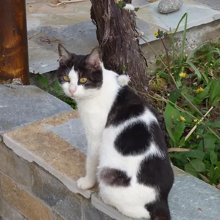 Διαμέρισμα Isalos